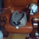 낄낄고양이 이미지