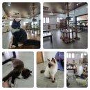 개냥이 세계 | 보홀 개냥이들과 놀수있는 고양이 카페 (코스탈뷰 호텔 캣 카페)