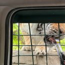 에버투어 - 전주시 완산구 서곡2길 4 | 🦁에버랜드 사파리 스페셜 투어, 맹수와 35분 프라이빗 만남 후기