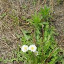 하얀민들레 이미지