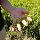 현대농장 이미지