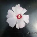 무지개화이트 이미지