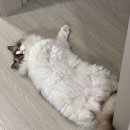 킹스DC마트 | 10박 11일 런던 여행을 위한 준비 🇬🇧💂