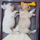 상콤 발랄 헬로퍼피 이미지