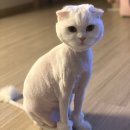 개이쁜냥 이미지