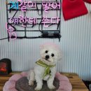 멍스테이 | [전남 여수/애견펜션] 강아지와 부모님과 방문하기 좋은 &#39;스테이멍(stay mung)&#39;후기