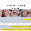 목포동물병원