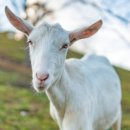 산양목장 이미지