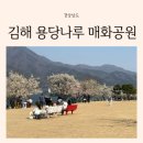 나루유치원 | 부산 근교 김해 41개월 아기랑 꽃놀이 가볼만한 곳 용당나루 매화공원