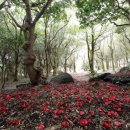 예향의 숲 이미지