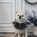 애견미용 나나엄마 이미지