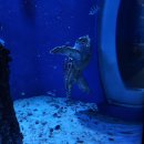 여수 아쿠아리움 이미지