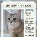 닥터윤케어 | [리뷰] 닥터펠리스 퍼펙트, 고양이 영양제 추천! 미야옹철이 선택한 올인원 영양제 솔직 후기