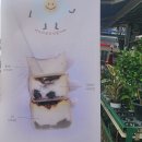 몽그르르 이미지