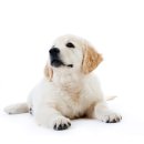 21세기동물병원 이미지