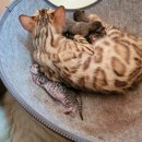 고양이 쉼터 이미지