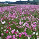 코스모스축제장 제방 이미지