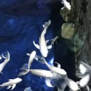 도도한댕댕 이미지