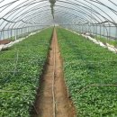 송씨네농장 이미지