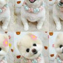 핑크언니PET샵 이미지