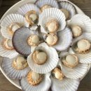 꽃가리비 이미지