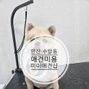 미미애견 | 안산 수암동 애견미용 잘하는 곳｜미미애견샵 강아지 미용 후기