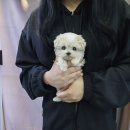 품안농장 | 강아지분양 미니비숑분양 내품안의반려견 / 내 품안의 반려견