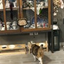 영등동-35 | 익산 카페 가볼만한곳 추천, 영등동 감성카페 봄날35 내돈내산 솔직후기