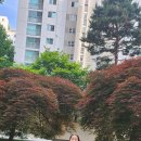 ONEW (2025.08.05 다즐 학원 하원 후 도곡렉슬A) 이미지