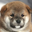 덥석