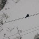 울릉도 알프스 이미지