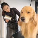 펫데이트 이미지