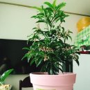 생활원예(반려식물) 이미지