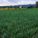 모전2리 이미지