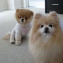 예쁜강아지 이미지