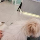 정직한동물의료센터 | 곰이의 첫 병원 방문일기 I 정직한동물의료센터