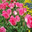 그대애개 이미지