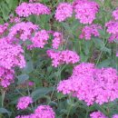 연평2리 이미지