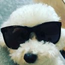 오비비