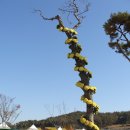 함평 국화축제. 이미지