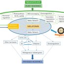 Re: phytomelatonin 식물 호르몬 2020 이미지