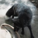 FOX-3 | 센다이 여행 5일차 - 자오 키츠네무라(Zao Fox Village)