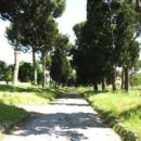 신비의소나무 앞 이미지