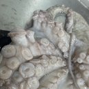 목포세발낙지 이미지