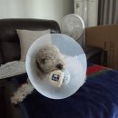 하 수의과 동물병원 이미지