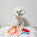 밥그릇 | 실리콘 연구소 강아지 밥그릇 덕후의 찐 후기