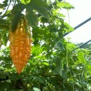 여주-0115 이미지