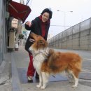 복슬 강아지 이미지
