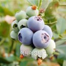 박광순농장 이미지