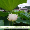 연꽃민박 이미지
